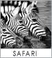 Safari